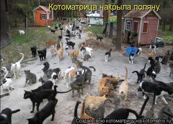 Котоматрица: Котоматрица накрыла поляну.