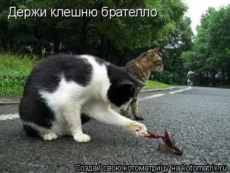Котоматрица: Держи клешню брателло .