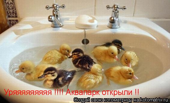 Котоматрица: Уряяяяяяяяя !!!! Аквапарк открыли !!