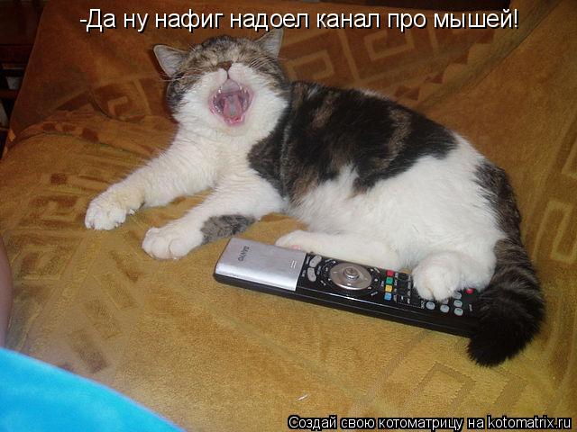 Котоматрица: -Да ну нафиг надоел канал про мышей!