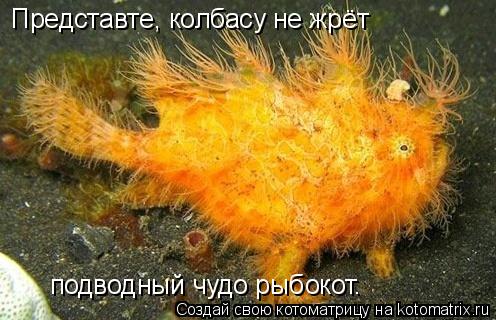 Котоматрица: Представте, колбасу не жрёт подводный чудо рыбокот.