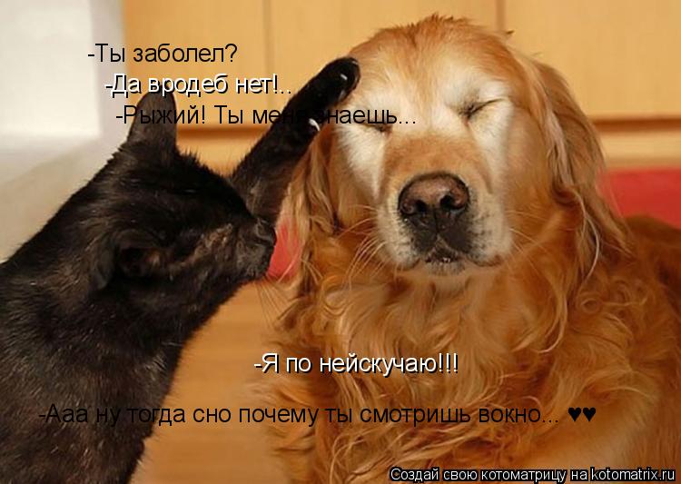 Котоматрица: -Ты заболел? -Да вродеб нет!.. -Рыжий! Ты меня знаешь... -Я по нейскучаю!!! -Ааа ну тогда сно почему ты смотришь вокно... &#9829;&#9829;