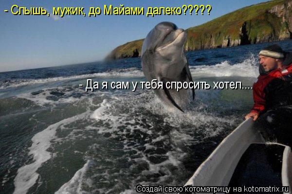 Котоматрица: - Да я сам у тебя спросить хотел.... - Слышь, мужик, до Майами далеко?????