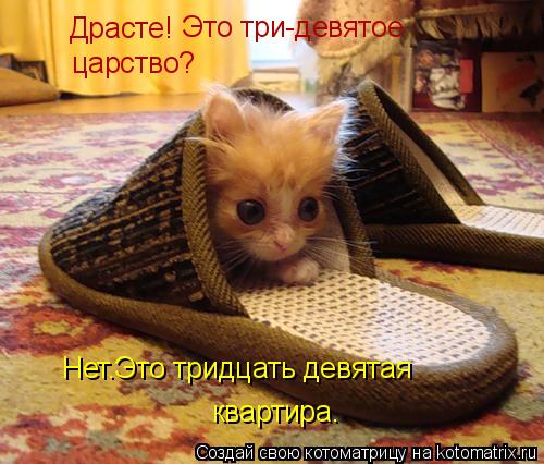 Котоматрица: Драсте! Это три-девятое царство? Нет.Это тридцать девятая квартира.
