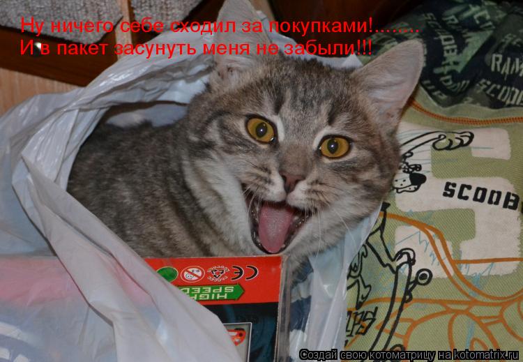Котоматрица: Ну ничего себе сходил за покупками!........ И в пакет засунуть меня не забыли!!!