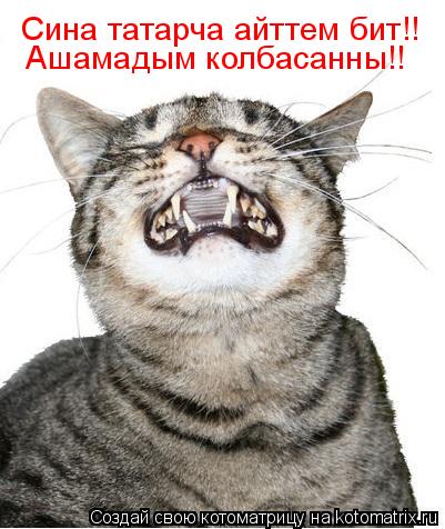Котоматрица: Сина татарча айттем бит!! Ашамадым колбасанны!!