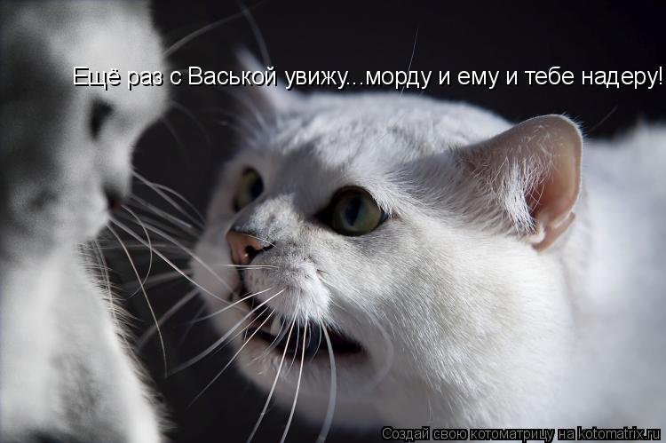 Котоматрица: Ещё раз с Васькой увижу...морду и ему и тебе надеру!