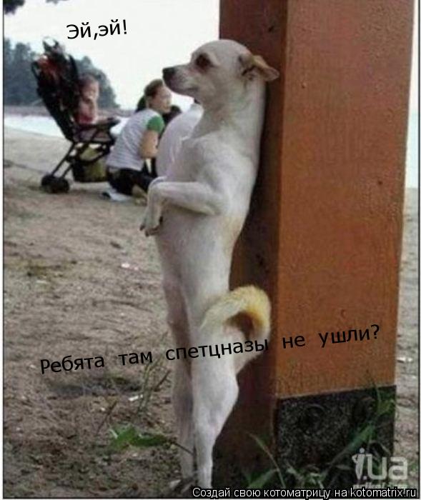Котоматрица: Эй,эй!Ребята  там  спетцназы  не  ушли? Эй,эй! Ребята  там  спетцназы  не  ушли?
