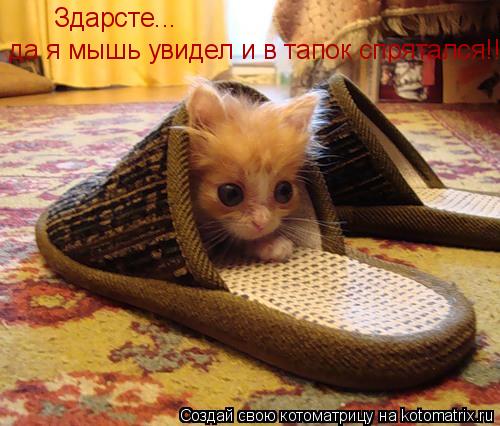 Котоматрица: Здарсте... да я мышь увидел и в тапок спрятался!!!!!