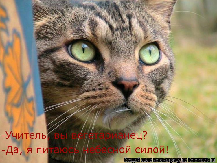 Котоматрица: Учитель, вы вегетарианец? Да, я питаюсь небесной силой! - -