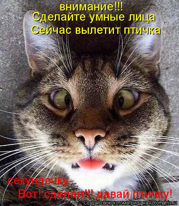 Котоматрица: внимание!!!  Сделайте умные лица Сейчас вылетит птичка секундочку... Вот! сделал!!! давай птичку!