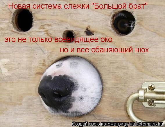 Котоматрица: Новая система слежки "Большой брат" это не только всевидящее око но и все обаняющий нюх.