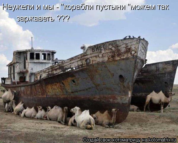 Котоматрица: Неужели и мы - "корабли пустыни "можем так заржаветь ???