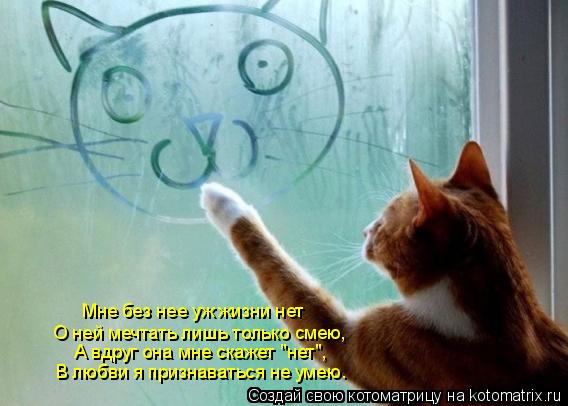 Котоматрица: Мне без нее уж жизни нет О ней мечтать лишь только смею, А вдруг она мне скажет "нет", В любви я признаваться не умею.