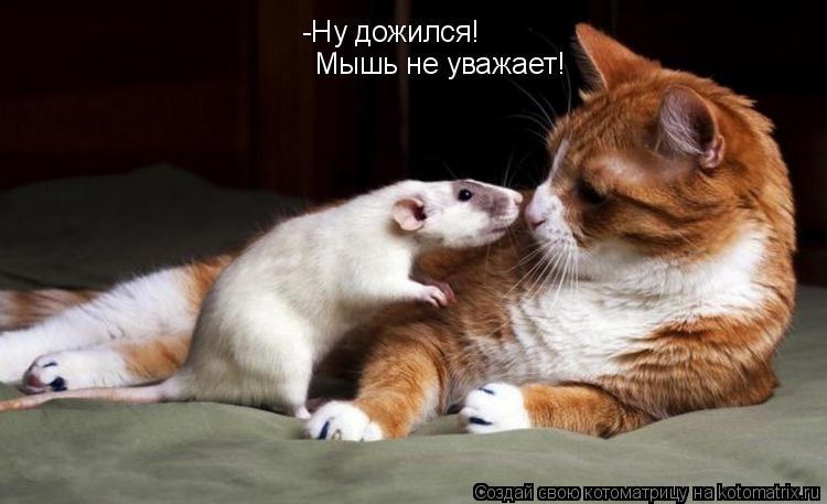 Котоматрица: Мышь не уважает! -Ну дожился!