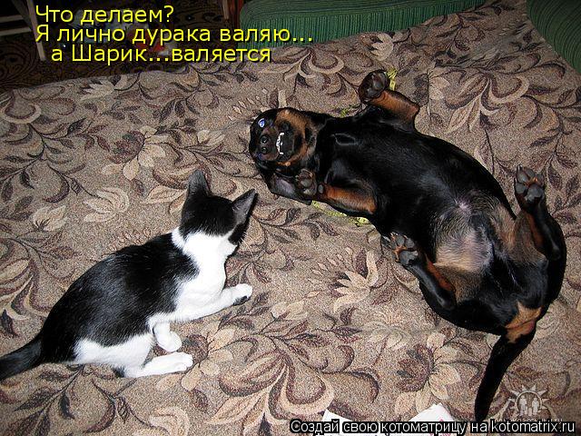 Котоматрица: Что делаем? Я лично дурака валяю... а Шарик...валяется