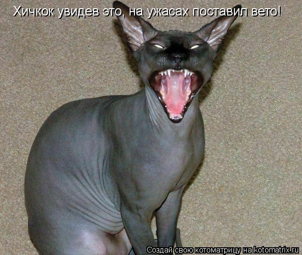 Котоматрица: Хичкок увидев это, на ужасах поставил вето!