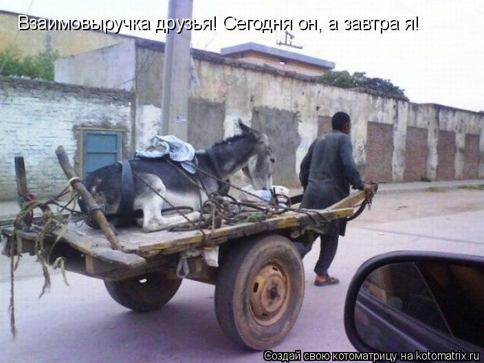 Котоматрица: Взаимовыручка друзья! Сегодня он, а завтра я!