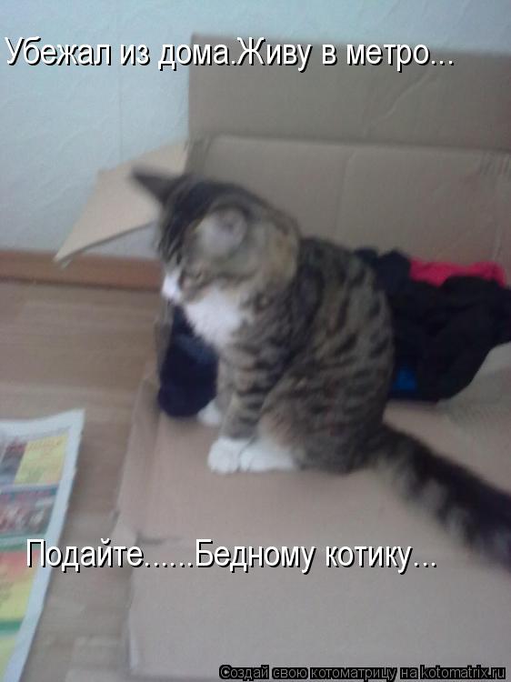 Котоматрица: Убежал из дома.Живу в метро... Подайте......Бедному котику...