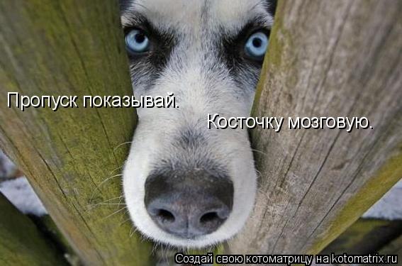 Котоматрица: Пропуск показывай. Косточку мозговую.