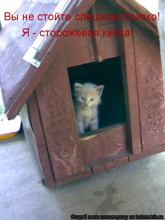 Котоматрица: Вы не стойте слишком близко!  Я - сторожевая киска!