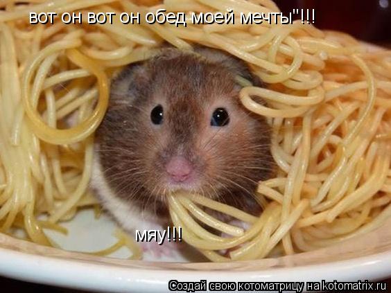 Котоматрица: вот он вот он обед моей мечты"!!! мяу!!!