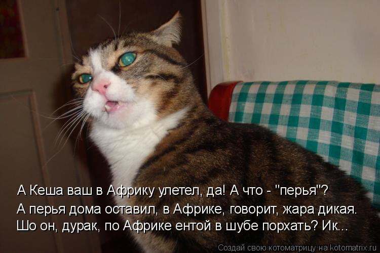 А Кеша ваш в Африку улетел, да! А что - "перья"? А перья дома оставил, в Африке, говорит, жара дикая.... Котоматрица: А Кеша ваш в Африку улетел, да! А что - "перья"? А перья дома оставил, в Африке, говорит, жара дикая. Шо он, дурак, по Африке ентой в шубе порхать?