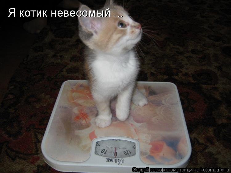 Котоматрица: Я котик невесомый ...