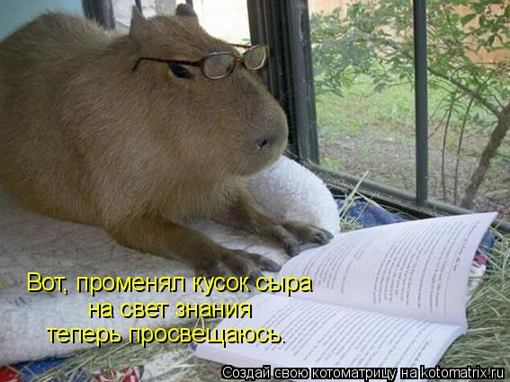 Котоматрица: Вот, променял кусок сыра на свет знания теперь просвещаюсь.