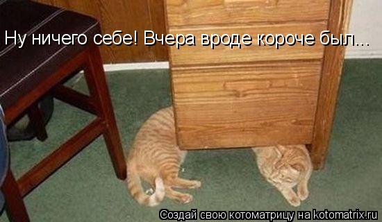 Котоматрица: Ну ничего себе! Вчера вроде короче был...