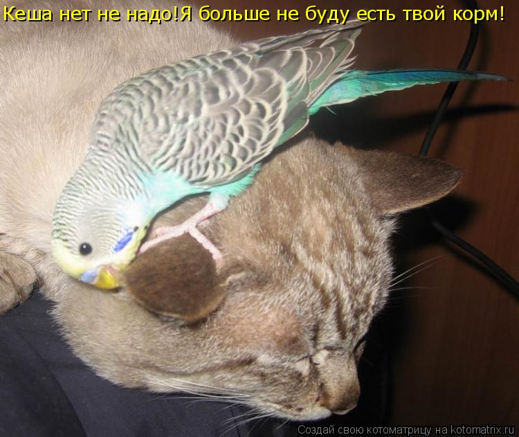 Котоматрица: Кеша нет не надо!Я больше не буду есть твой корм!