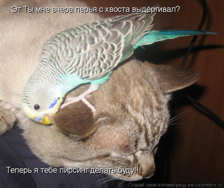 Котоматрица: Эт Ты мне вчера перья с хвоста выдёргивал? Теперь я тебе пирсинг делать буду!!!