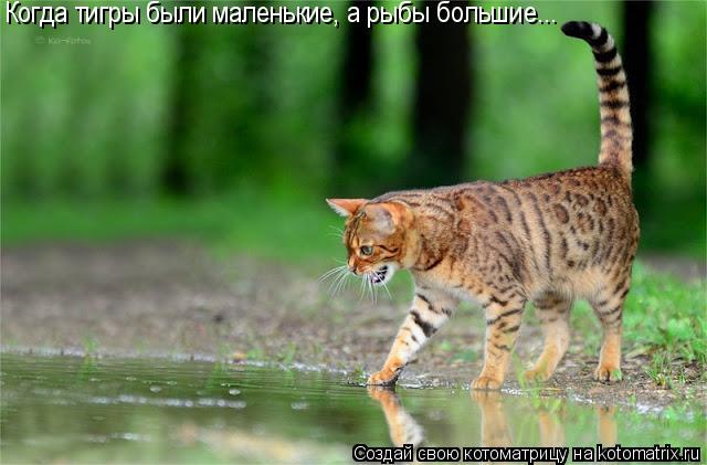 Котоматрица: Когда тигры были маленькие, а рыбы большие...