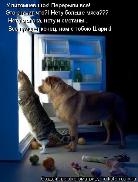 Котоматрица: У питомцев шок! Перерыли все!   Это значит что?! Нету больше мяса???   Нету молока, нету и сметаны... Все пришел конец, нам с тобою Шарик!