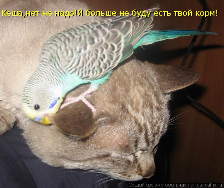 Котоматрица: Кеша,нет не надо!Я больше не буду есть твой корм! Кеша,нет не надо!Я больше не буду есть твой корм!
