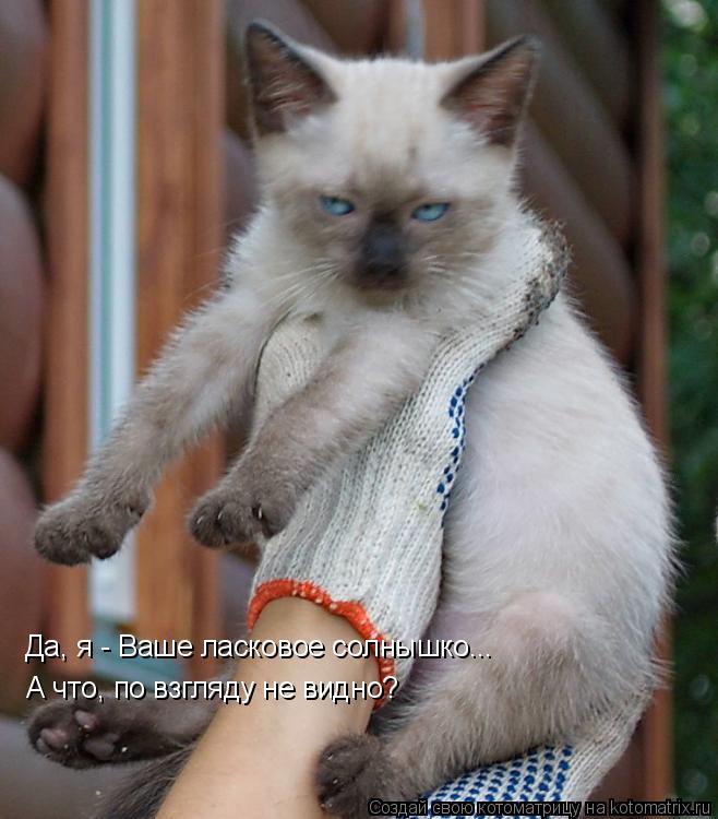 Котоматрица: А что, по взгляду не видно? Да, я - Ваше ласковое солнышко...