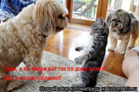 Котоматрица: Тузик, а ты вчера вот так по дому ходил! Ещё и песни горланил!