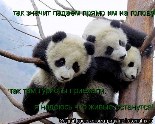 Котоматрица: так там туристы приехали. так значит падаем прямо им на голову! я надеюсь что живые останутся!