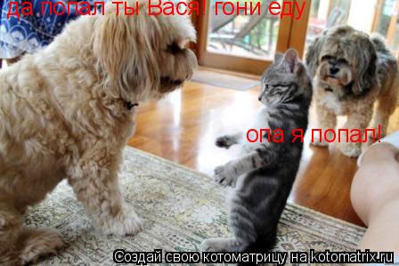 Котоматрица: опа я попал! да попал ты Вася! гони еду