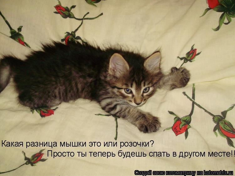 Котоматрица: Какая разница мышки это или розочки? Просто ты теперь будешь спать в другом месте!!!