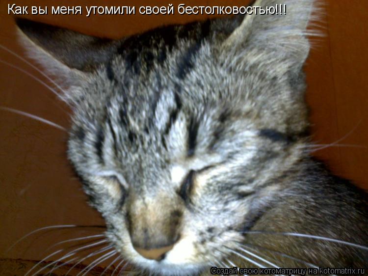 Котоматрица: Как вы меня утомили своей бестолковостью!!!