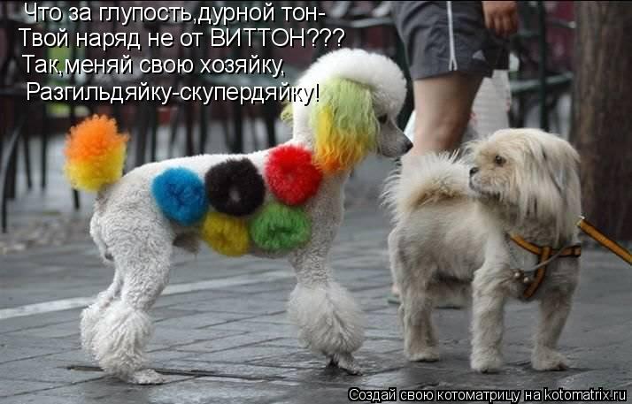 Котоматрица: Что за глупость,дурной тон- Твой наряд не от ВИТТОН??? Так,меняй свою хозяйку, Разгильдяйку-скупердяйку!