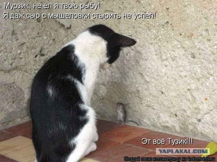 Котоматрица: Мурзик, не ел я твою рыбу! Я даж сыр с мышеловки стырить не успел! Эт всё Тузик!!!