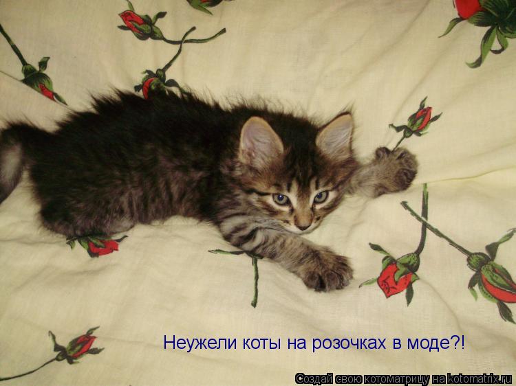 Котоматрица: Неужели коты на розочках в моде?!