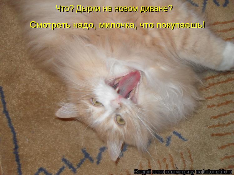 Что? Дырки на новом диване? Смотреть надо, милочка, что покупаешь!... Котоматрица: Что? Дырки на новом диване? Смотреть надо, милочка, что покупаешь!
