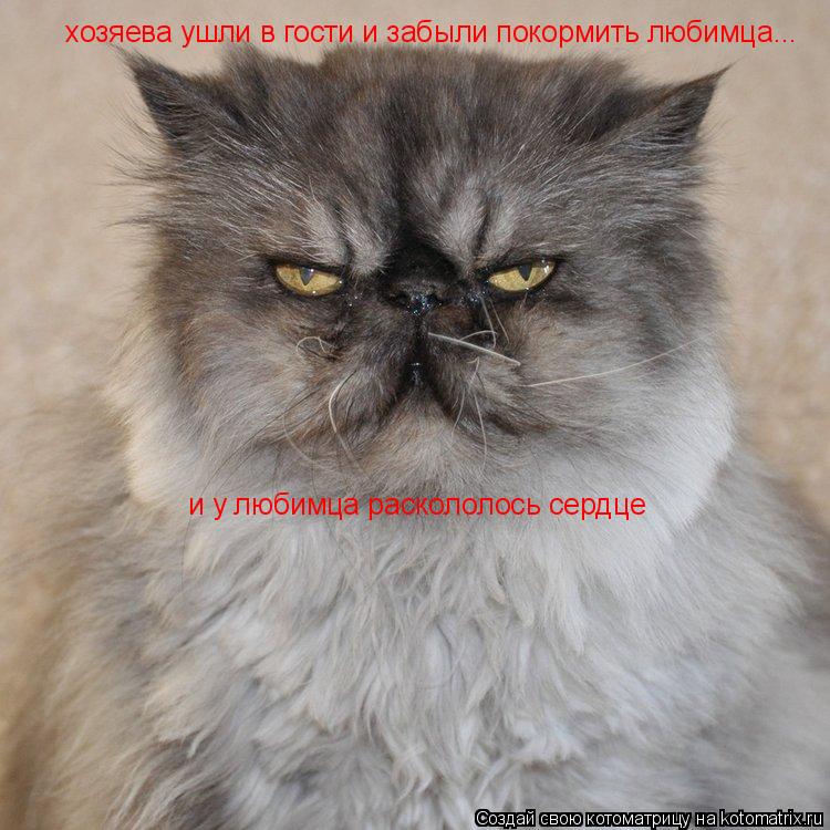 хозяева ушли в гости и забыли покормить любимца... и у любимца раскололось сердце... Котоматрица: хозяева ушли в гости и забыли покормить любимца... и у любимца раскололось сердце