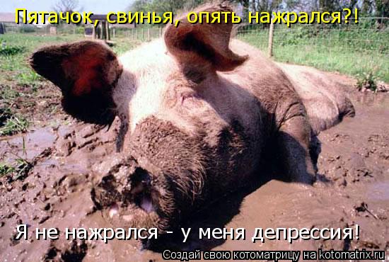 Пятачок, свинья, опять нажрался?! Я не нажрался - у меня депрессия!... Котоматрица: Пятачок, свинья, опять нажрался?! Я не нажрался - у меня депрессия!