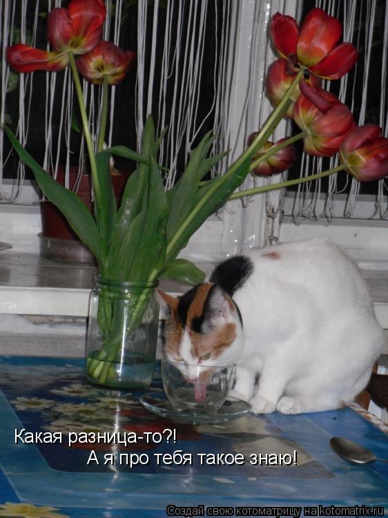 Какая разница-то?! А я про тебя такое знаю!... Котоматрица: Какая разница-то?! А я про тебя такое знаю!