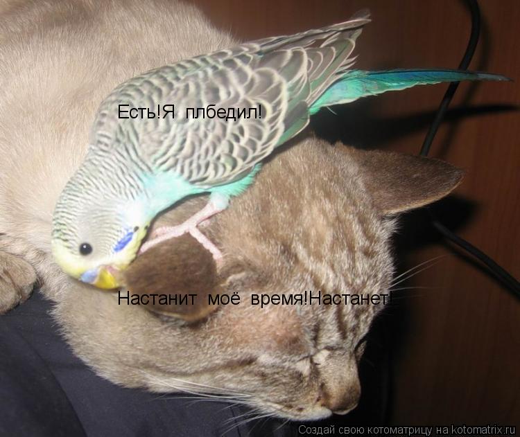 Есть!Я плбедил! Настанит моё время!Настанет!... Котоматрица: Есть!Я плбедил! Настанит моё время!Настанет!