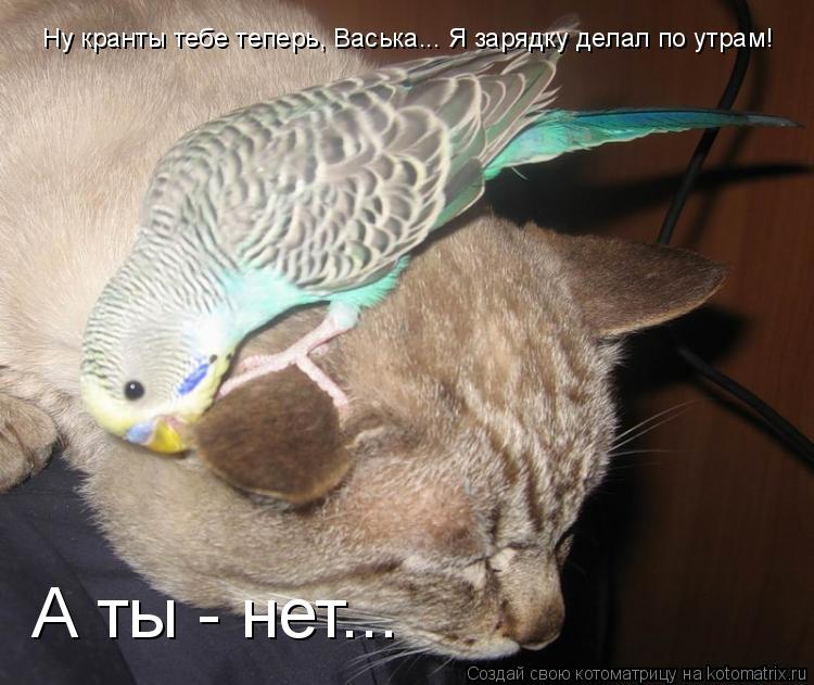 Ну кранты тебе теперь, Васька... Я зарядку делал по утрам! А ты - нет...... Котоматрица: Ну кранты тебе теперь, Васька... Я зарядку делал по утрам! А ты - нет...